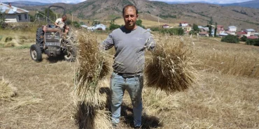 Ordu’da siyez buğdayı üretimi yüzde 1500 arttı